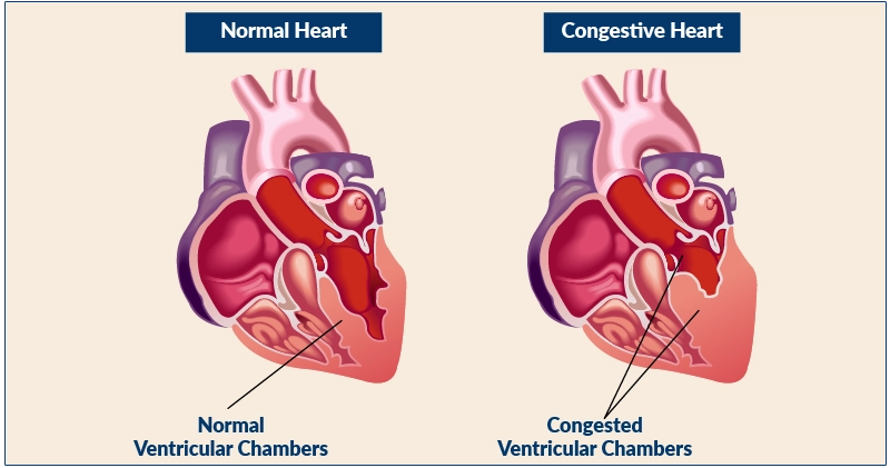 CardioClear7 ingredients – CoQ10, Shilajit, and PQQ heart supplement blend