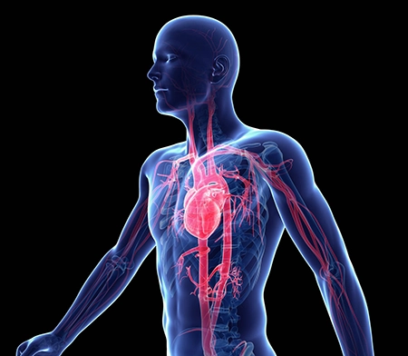 CardioClear7 vs Standalone CoQ10 Supplements — Three Stage Mechanism Comparison